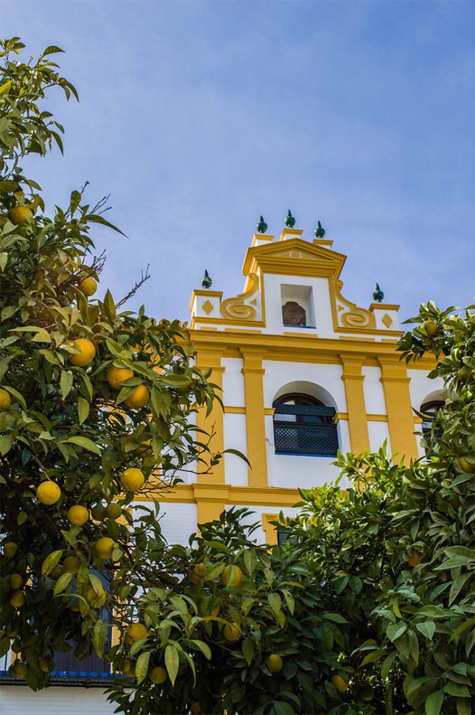 citronnier au Patio de Banderas, Séville