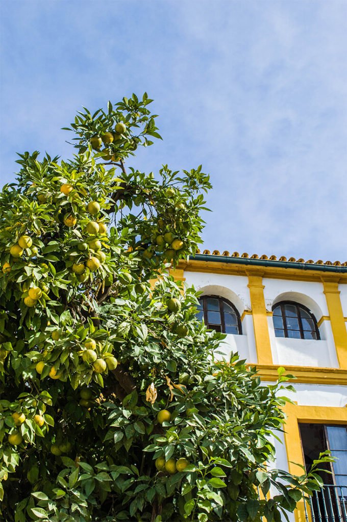 citronnier dans le vieux Séville