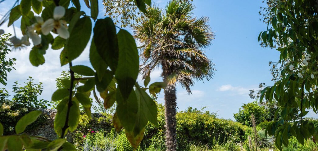 jardin avec piscine et palmier